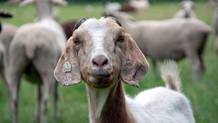 Babası ile tartıştı 239 keçiyi telef etti