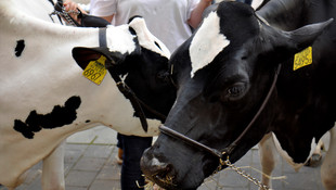Macaristan'da süt üreticileri eylem yaptı
