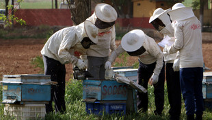 Mahkumlara arıcılık kursu