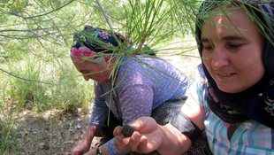 Manisada kilosu 600 lira olan trüf mantarı bulundu