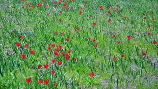 Muş lalesi tescillendi