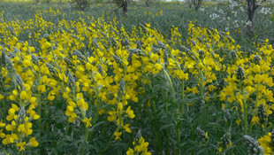 Nesli tehlike altındaki 15 tür koruma altına alınacak