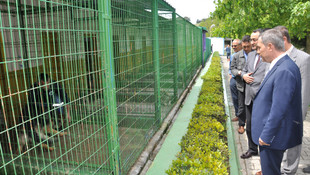 Ölmek üzere olan köpekleri yaşatan personele teşekkür