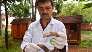 Oluklu kertenkeleye rehabilitasyon merkezinde tedavi