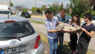 Edirnede yaralı köpeğe vatandaşlar sahip çıktı!