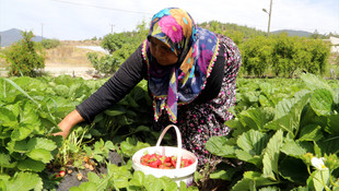 Proje sayesinde ektiği çileklerini toplamaya başladı