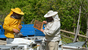 Sakarya'da toplu arı ölümleri