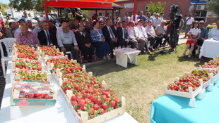 Silifke'de en iyi çilek yetiştiriciliği yarışması