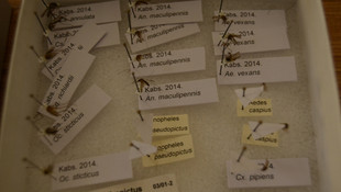 Sivrisinekle mücadelede İHA kullanılacak