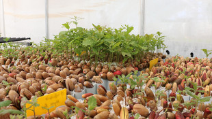 Siyah elmas Türkiyede üretilecek