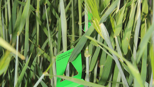 Süne savaşçıları iş başında