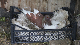 Edirnede güvercin tavşan yavrularını sahiplendi