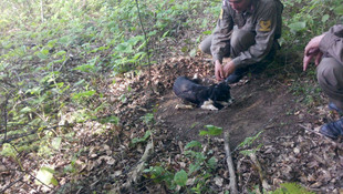 Tel örgüye takılan yavru köpek kurtarıldı