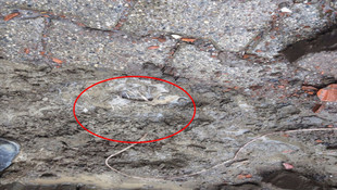 Terör örgütüne yönelik operasyonlar