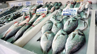 Tezgahlarda hamsinin yerini levrek ve çipura aldı