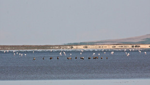 Turnalar Seyfe Gölü'nü sevdi