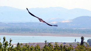 Verici takılan kara akbabalar doğaya bırakıldı