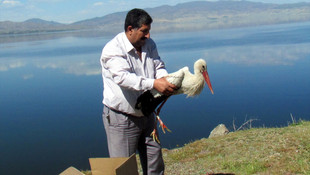 Yaralı bulunan puhu ile leylek tedavi edildi