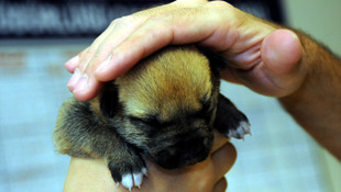 Osmaniyede yavru köpeklere zabıta sahip çıktı