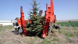 Yol çalışmalarından etkilenecek 6 bin ağaç taşınıyor