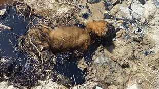 Zifte yapışan köpeği itfaiye ekibi kurtardı