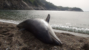 Karaya vuran yunus balığının ekiplerin müdahalesinden sonra öldüğü anlaşıldı