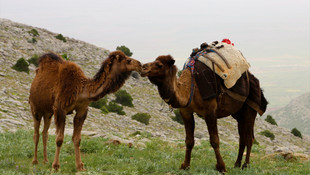 11. Sarıkeçililer Geleneksel Göç Kervanı etkinliği