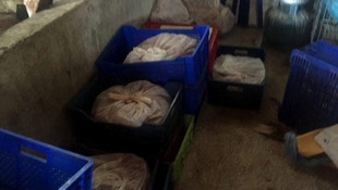 5 ton kaçak domuz eti ele geçirildi