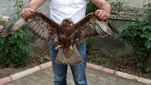 Adıyaman'da yaralı kartal bulundu