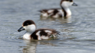 Angut yavruları doğayla buluştu