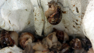 Ankara'da 2 ton kaçak salyangoz ele geçirildi