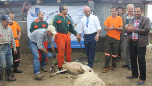 Ankara’da Ulusal Kırkım Şampiyonası düzenlenecek