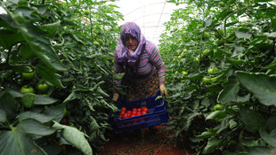 Anneler Günü'nde domates topladılar
