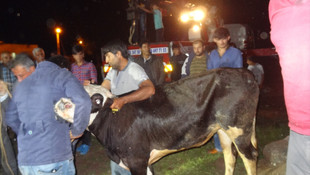Batman'da su kuyusuna düşen dana kurtarıldı
