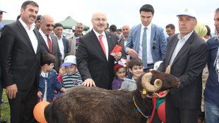 Bingöl'de en iyi kuzu ve koç yarışması