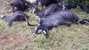 Bingölde yıldırımın isabet ettiği çoban yaralandı