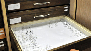 Böcek araştırmaları sanal ortamda paylaşılacak