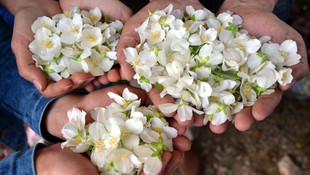 Burdur'da şakayık üretimi başlatıldı