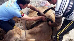 Çamura saplanan ineği itfaiye kurtardı