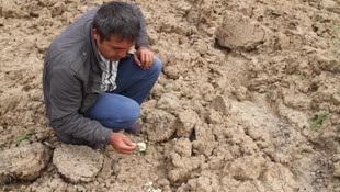 Çankırı'da toy kuşu yumurtası bulunduğu iddiası