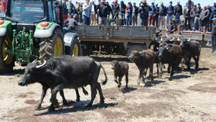 Samsunda Manda Festivali düzenlendi