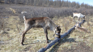 Duha Türkleri'ne verilen geyikler yavruladı