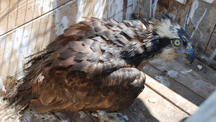 Dünya Göçmen Kuşlar Günü