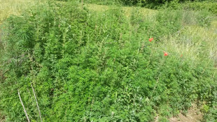 Edirne'de Hint keneviri operasyonu