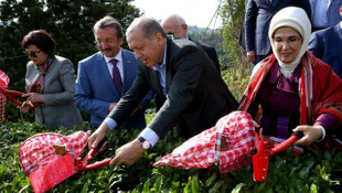 Cumhurbaşkanı Erdoğan Rizede çay hasadı yaptı