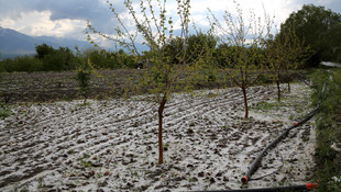 Erzincan'da dolu, tarım ürünlerine zarar verdi