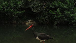 Ezine Çayı'nda su samuru ve kara leylek görüntülendi