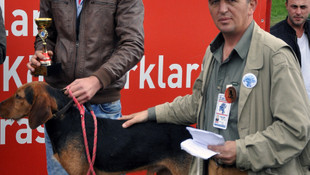Fermalı av köpekleri ve korucu ırklar güzellik yarışması