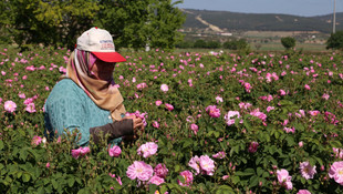 Isparta'da gül mevsimi  başladı