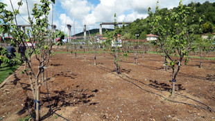 İstanbul'un en büyük meyve bahçesi Beykoz'da açıl